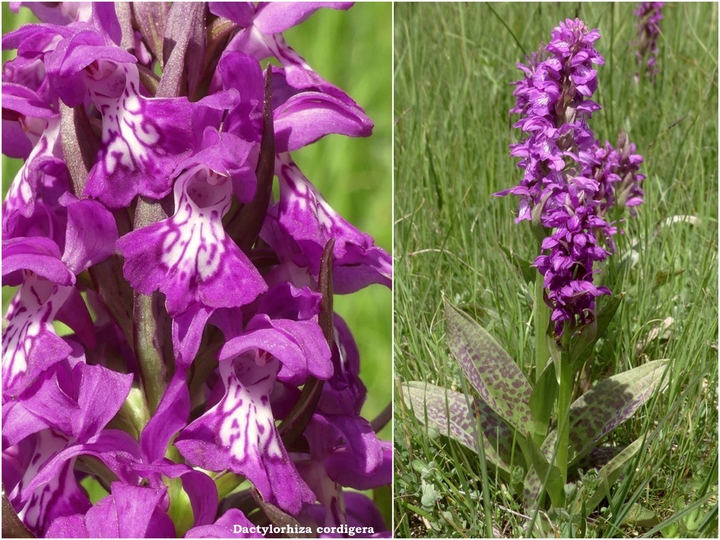 Ophrys tardive e altre orchidee in Epiro - Grecia settentrionale  22_30 maggio 2024.